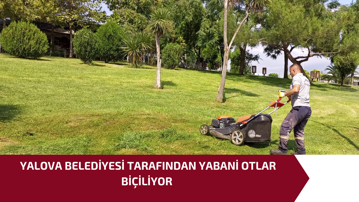 YALOVA BELEDİYESİ TARAFINDAN YABANİ OTLAR BİÇİLİYOR