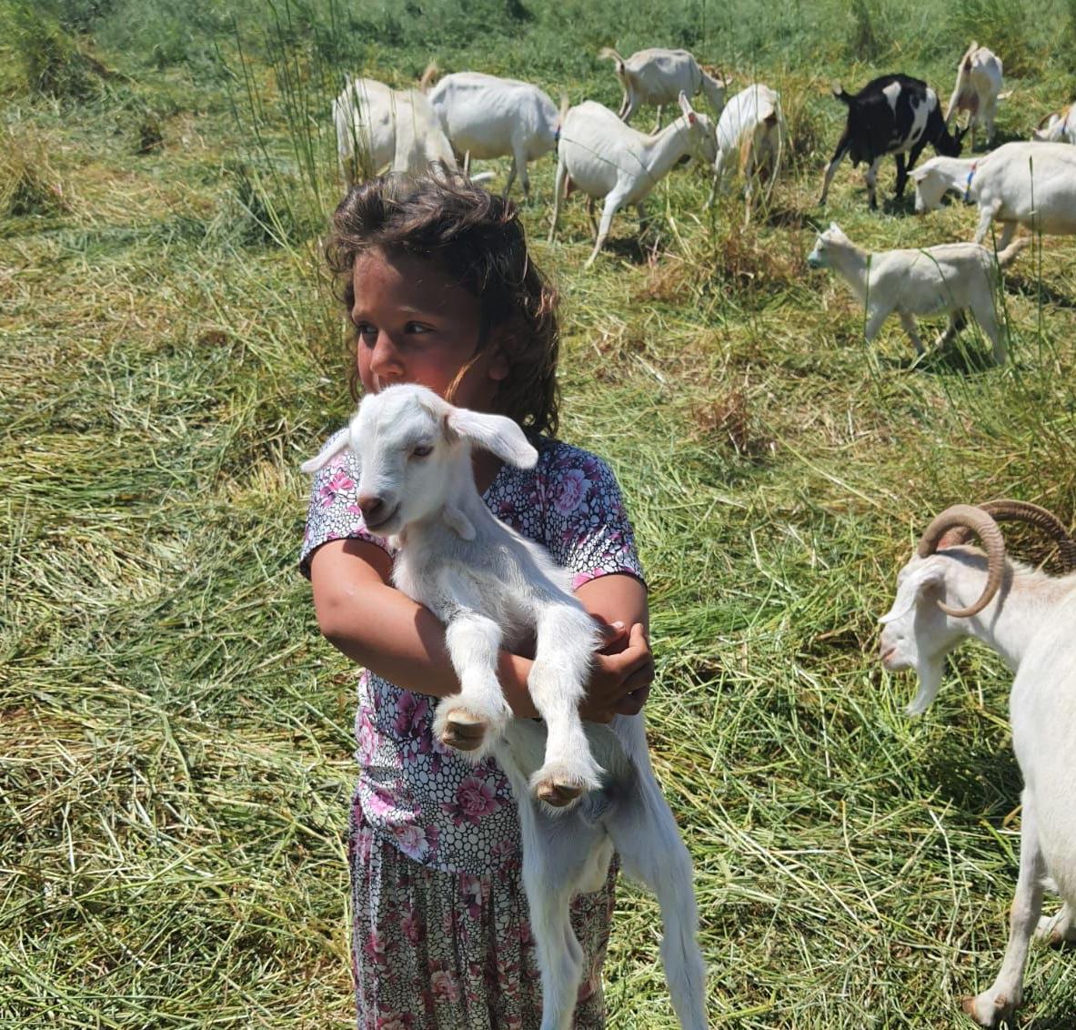YALOVA’NIN TEK KEÇİ SÜTÜ ÜRETİCİSİ