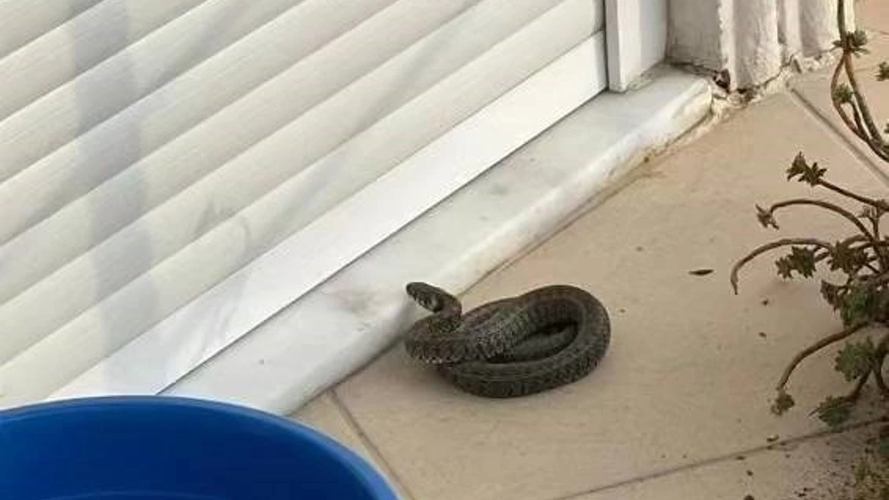 YALOVA’DA SİTE BAHÇESİNE GİREN YILANI İTFAİYE EKİPLERİ YAKALADI