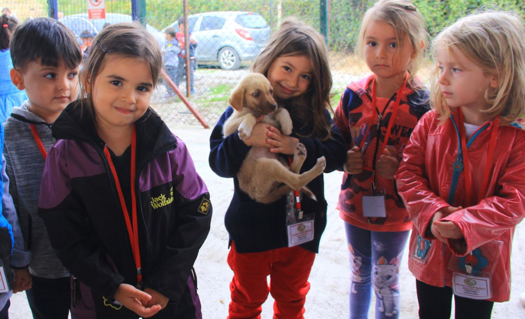 köpeksevgisi